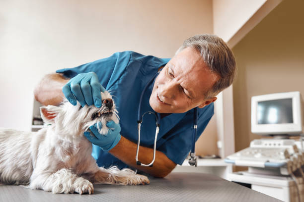 Best Emergency Root Canal Treatment in Willimantic, CT